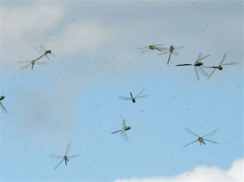 These beneficial creatures can be an asset to the garden, keeping menacing insects to a minimum. . Dragonfly swarm in yard
